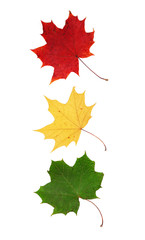 Red, yellow and green maple leaves arranged like traffic light