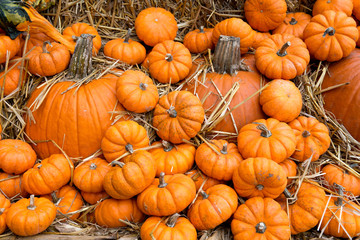 Halloween orange pumpkins in store just ready for sale