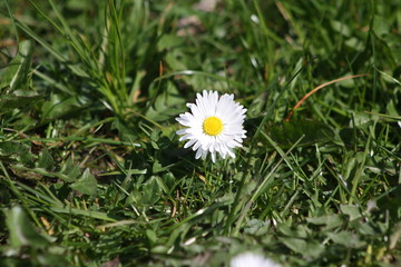 gänseblümchen, weiß, gras, blume, blüte © tina145