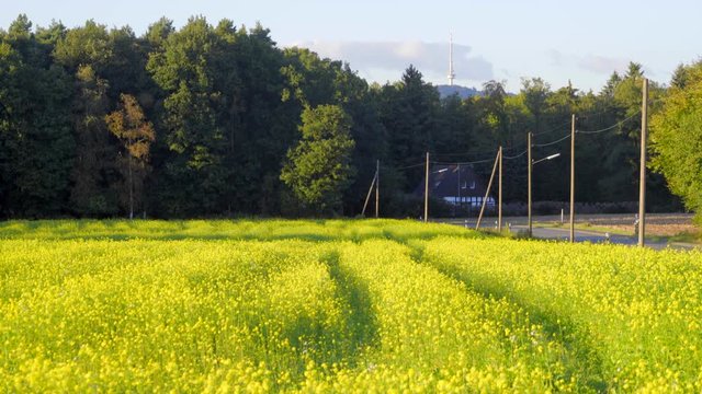 Gelbes Senf Feld mit blauen Himmel Trecker Spuren und Licht Masten