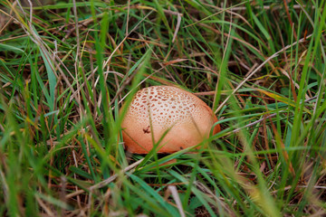 Forest mushroom wild in the forest