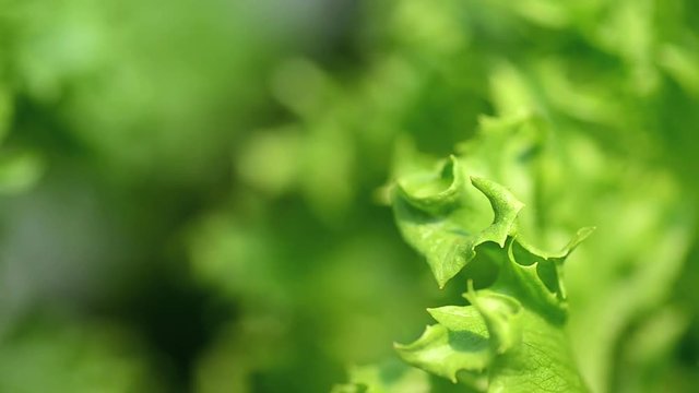 Green Salad Leaves Macro Closeup Shooting,Frill iceberg leaves lettuce 