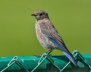 California Bluebird