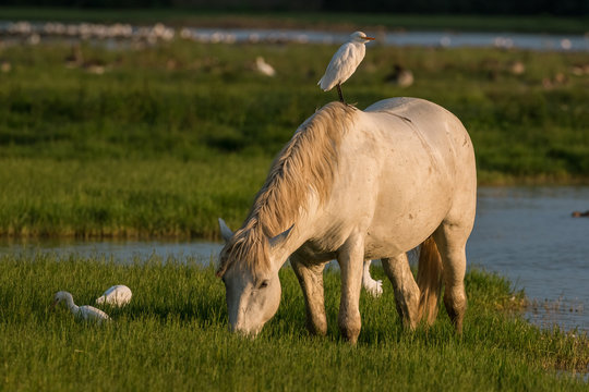 Free camargue horse with a bird on his back eating grass in the Isola della Cona reserve, Italy