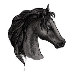 Black horse head sketch portrait