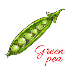 Obraz na płótnie Canvas Green pea pod vegetable sketch icon