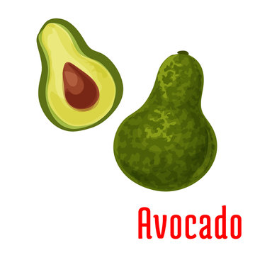 Avocado fruit vector color icon