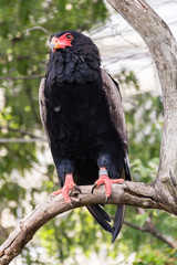 Bateleur Eagle