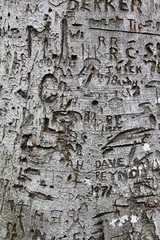 Rough Tree Bark Texture Close Up