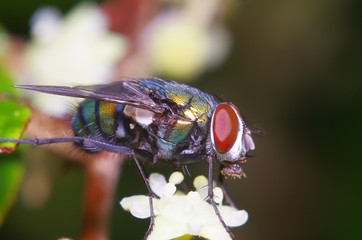 Fly insect in the garden
