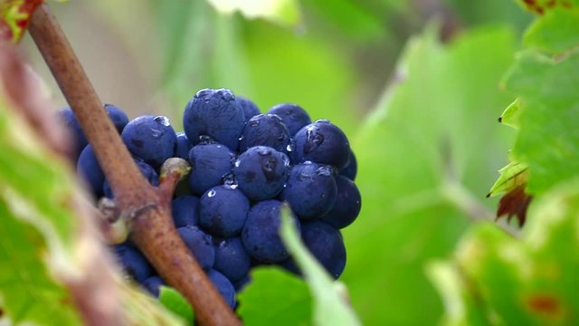 Close up of red grape of vine in vineyard before harvest