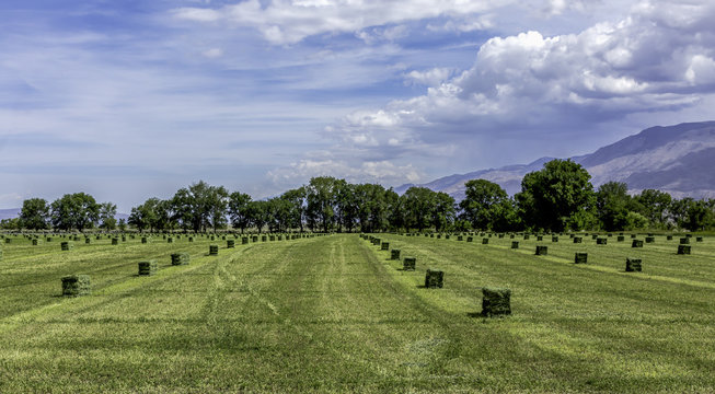 Fresh cut hay field with hay bales and mountain backdrop