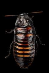Close-up Madagascar hissing cockroach , Gromphadorhina portentosa, isolated on Black Background, top view