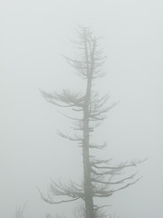 Dead tree in the fog