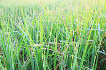 Green rice farm in Thailand