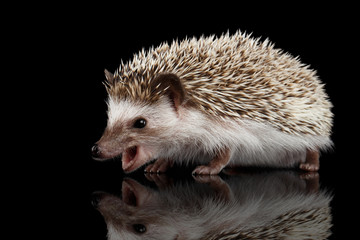 Aggressive Prickly Hedgehog Screaming isolated on Black Background