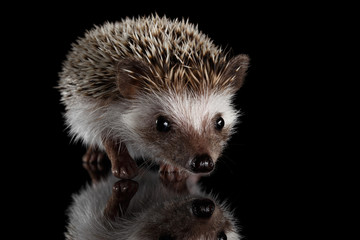 Cute Prickly Hedgehog, front view, isolated on Black Background with Reflection