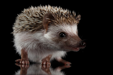 Portrait of Cute Prickly Hedgehog, front view, isolated on Black Background with Reflection