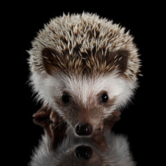 Portrait of Cute Prickly Hedgehog, front view, isolated on Black Background with Reflection