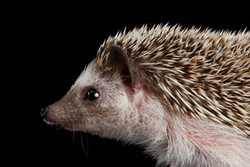 Close-up Prickly Hedgehog in Profile view isolated on Black Background