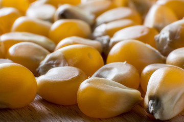Macro shot of dried corn seeds on wooden background.