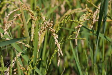 Rice field in Autumn