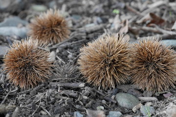 Fallen chestnuts on the ground