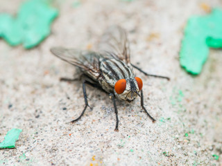 Housefly Macro