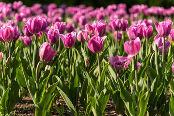 pink tulips flowers background