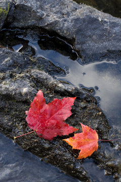 Red and Orange Maple Leaves with Water
