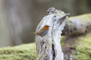 Japanese robin/ This is wild bird photo which was took in Japan Aichi-pref. This bird name is Japanese robin.