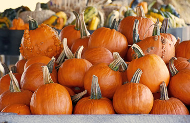 Bin Full of Pumpkins for Sale