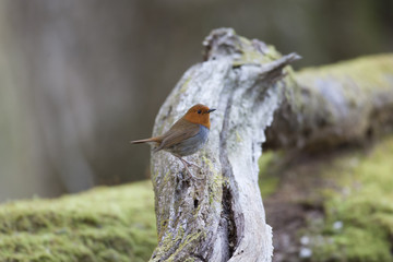 Japanese robin/ This is wild bird photo which was took in Japan Aichi-pref. This bird name is Japanese robin.