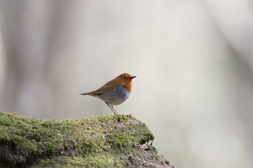 Japanese robin/ This is wild bird photo which was took in Japan Aichi-pref. This bird name is Japanese robin.