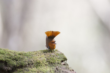 Japanese robin/ This is wild bird photo which was took in Japan Aichi-pref. This bird name is Japanese robin.
