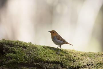 Japanese robin/ This is wild bird photo which was took in Japan Aichi-pref. This bird name is Japanese robin.