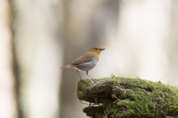 Japanese robin/ This is wild bird photo which was took in Japan Aichi-pref. This bird name is Japanese robin.