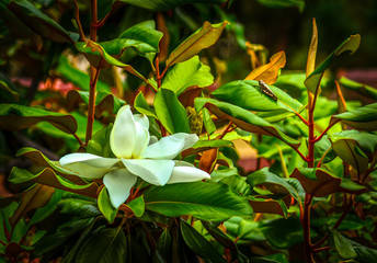 Magnolia flower and grasshopper in sureal setting