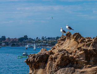 Two seagulls overlooking harbor at Newport Beach California