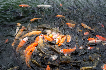 Koi fishes scrambled for the food pellet