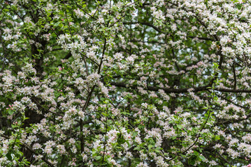 white flowers apple tree background