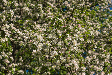 white flowers apple tree background