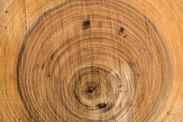 Naklejka premium wood trunk sawing texture