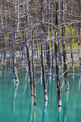Blue Pond (Biei Aoiike) at Hokkaido Japan