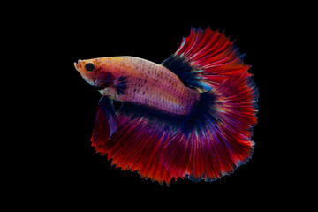 Siamese  fighting fish isolated on black background.
