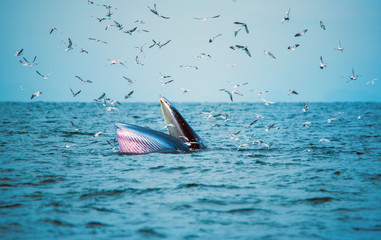 Obraz premium Bryde's whale of gulf of Thailand