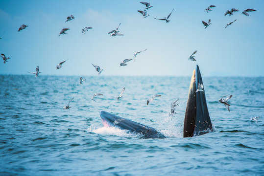 Bryde's whale of gulf of Thailand