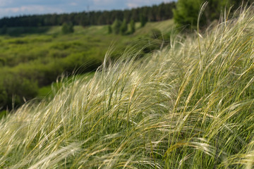 feather grass field