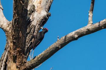 black woodpecker bird tree