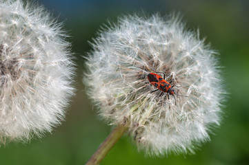 dandelion flower close up